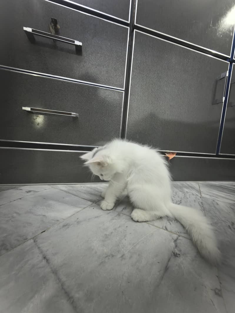 Kitty triple coated 2