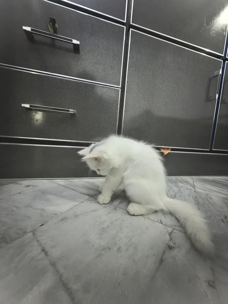 Kitty triple coated — photo 3
