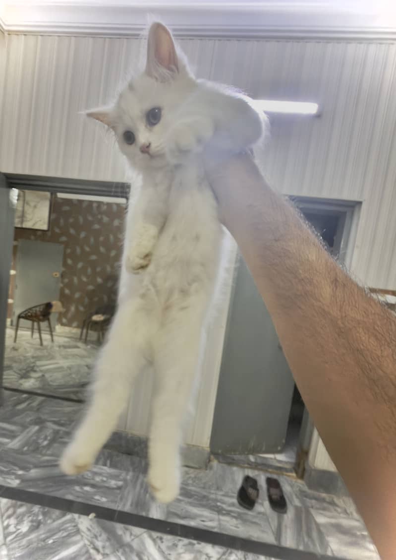 Kitty triple coated 0