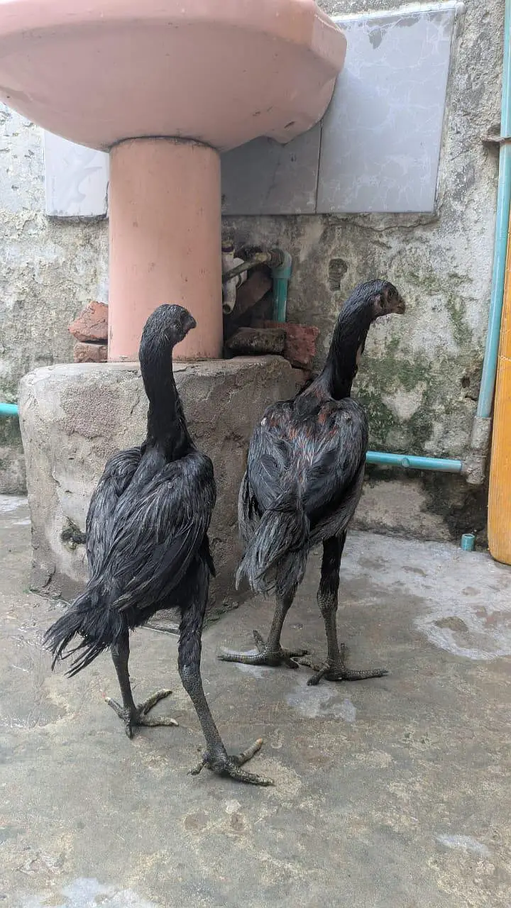 Thai barmi murga or dragon pair ha — photo 9