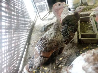 turkey 4 male and 1 female