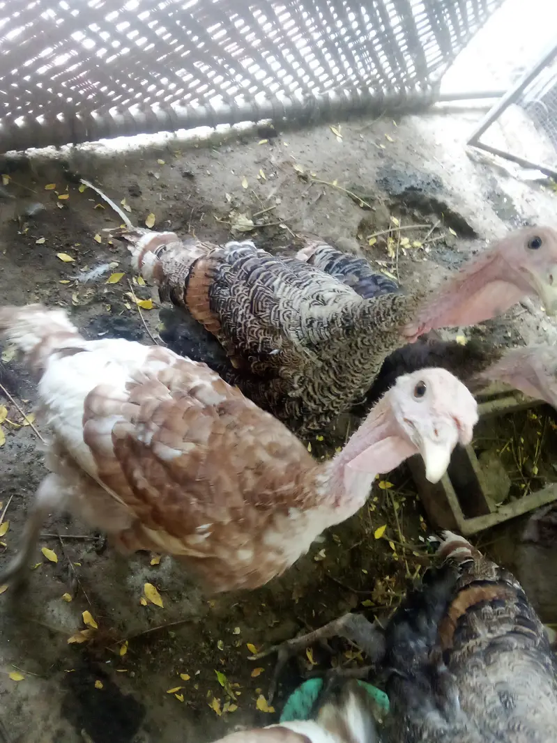 turkey 4 male and 1 female — photo 2