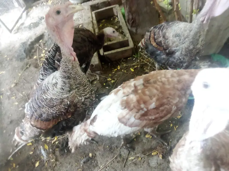 turkey 4 male and 1 female — photo 3