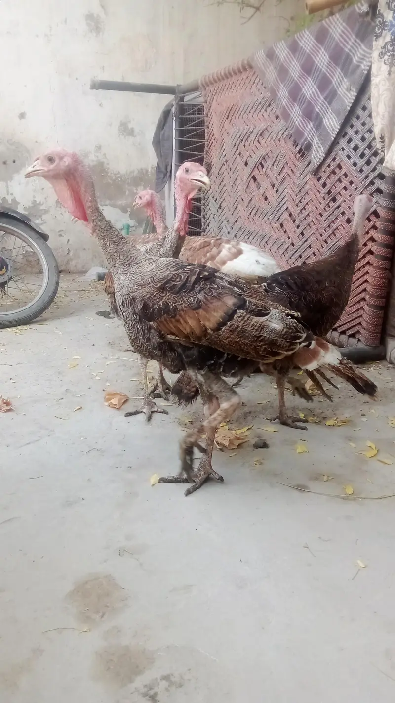 turkey 4 male and 1 female — photo 4