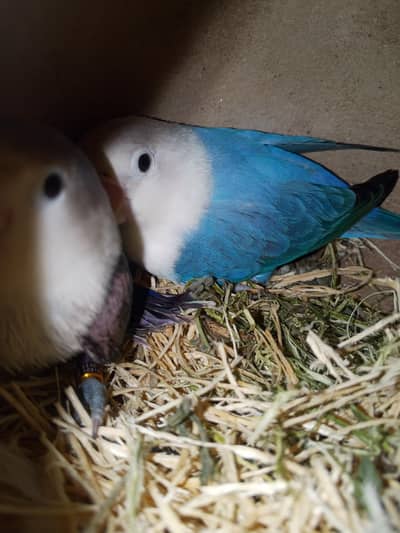 lovebirds pair for sell