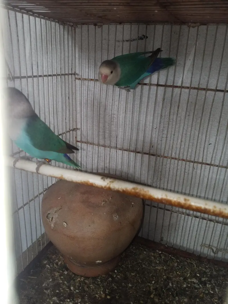 lovebirds pair for sell — photo 2