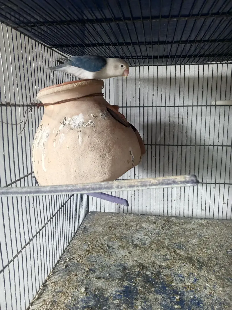lovebirds pair for sell — photo 3