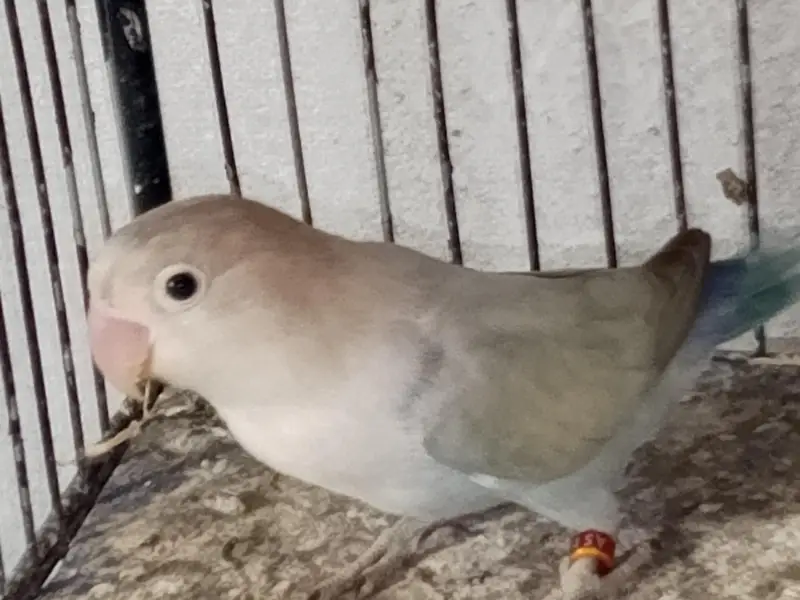 lovebirds pair for sell — photo 4