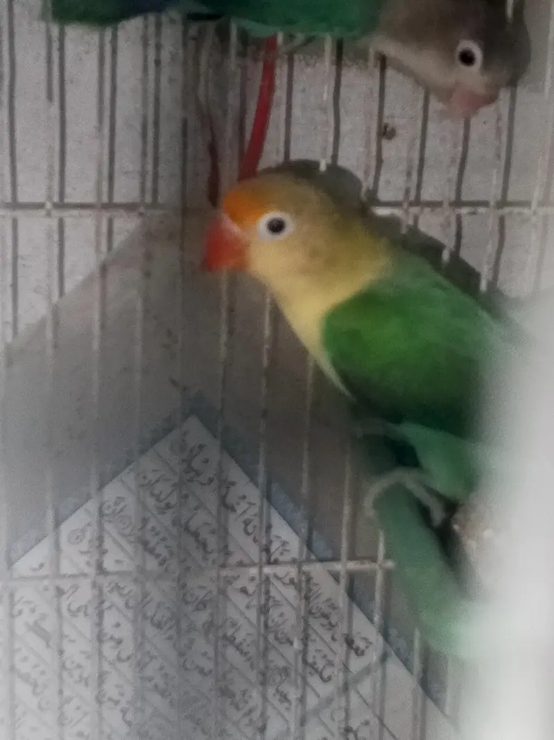 lovebirds pair for sell — photo 5