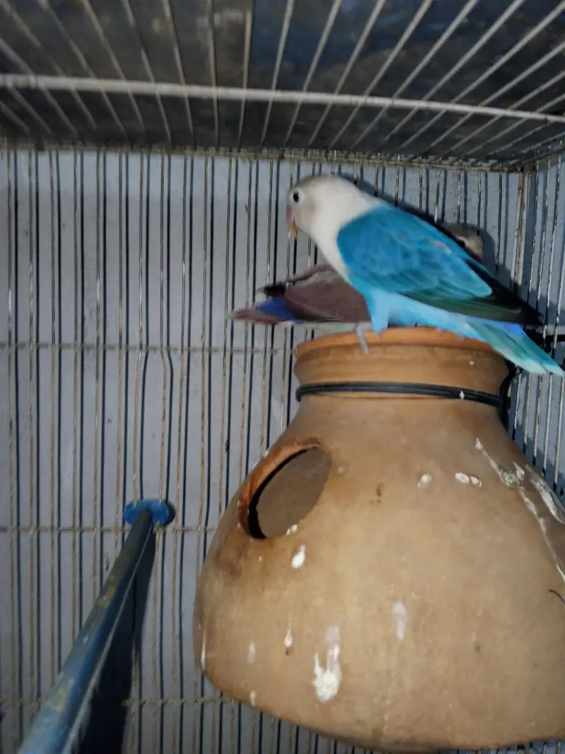 lovebirds pair for sell — photo 6