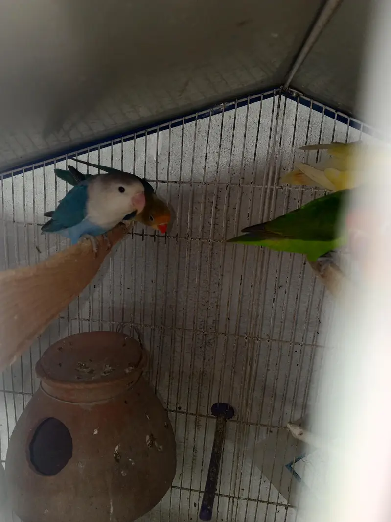 lovebirds pair for sell — photo 7