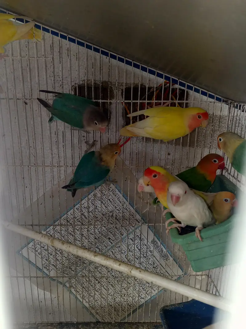 lovebirds pair for sell — photo 8