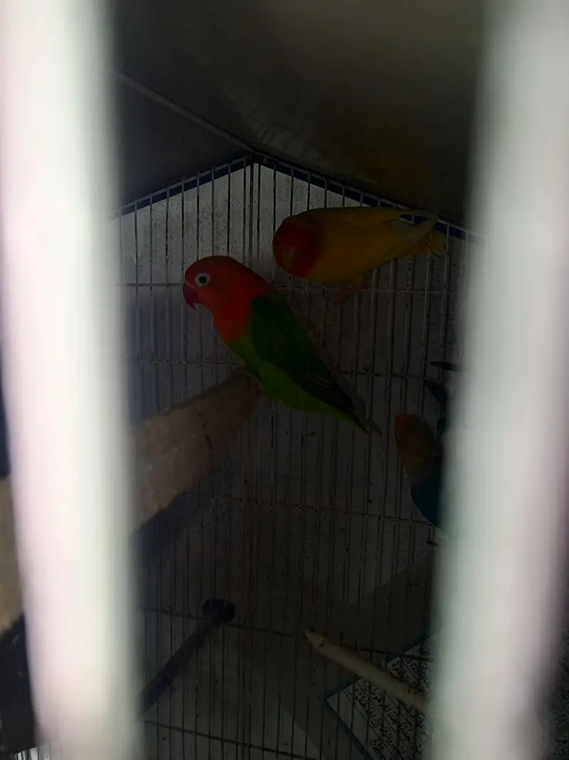 lovebirds pair for sell — photo 9