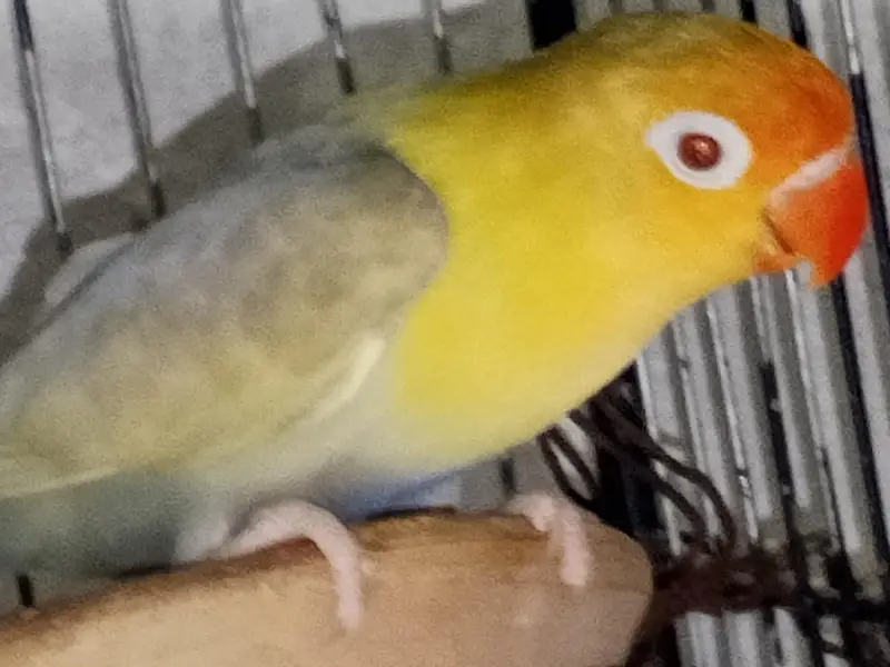 lovebirds pair for sell — photo 10