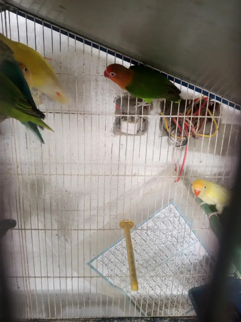 lovebirds pair for sell — photo 11