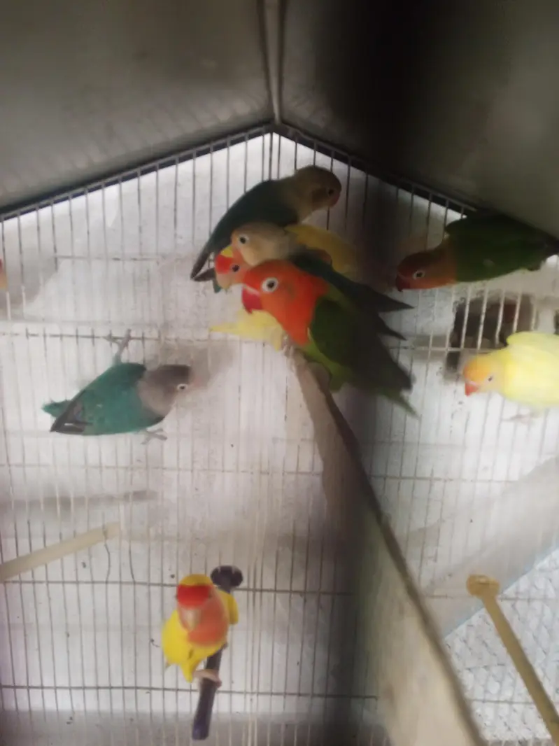 lovebirds pair for sell — photo 12