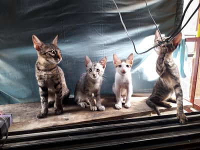 cute little cats