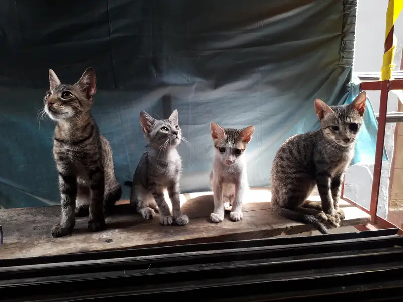 cute little cats — photo 2