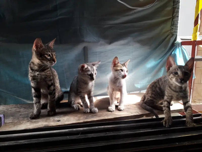 cute little cats — photo 3