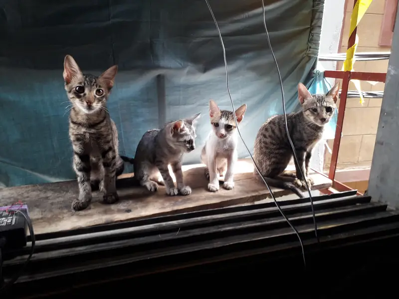 cute little cats — photo 4