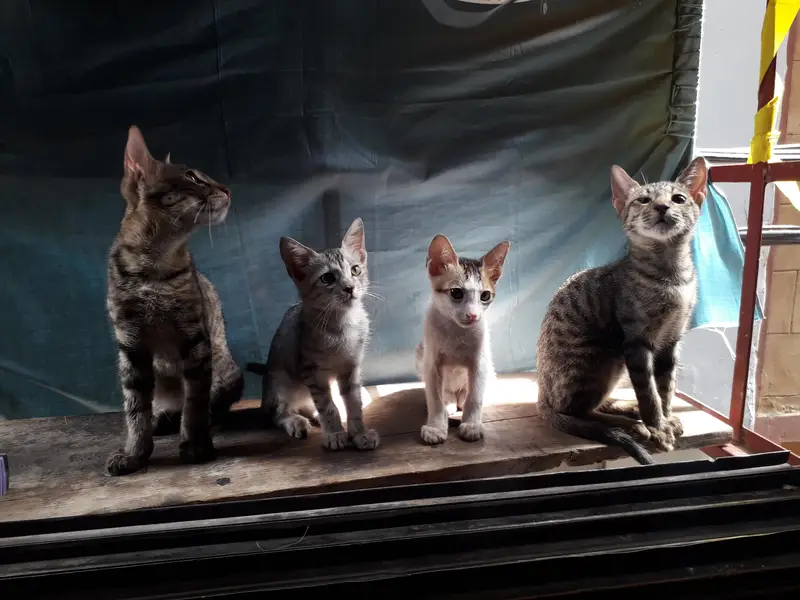 cute little cats — photo 5