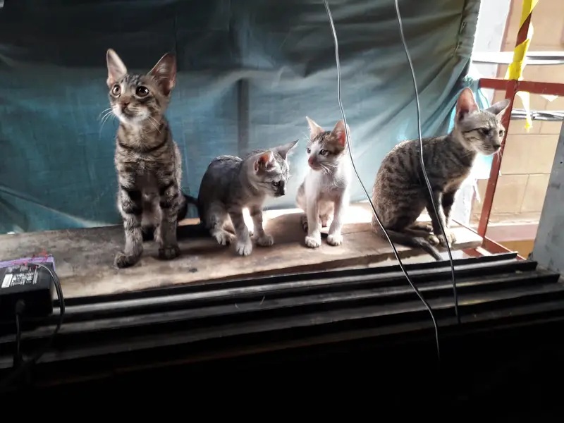 cute little cats — photo 6