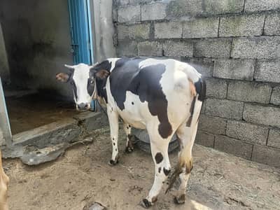 Female Cow