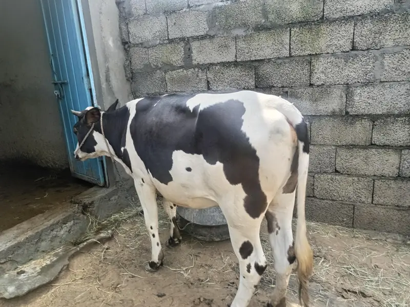 Female Cow — photo 2