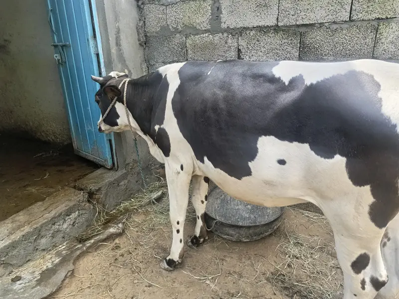 Female Cow — photo 3