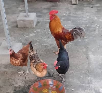 3 healthy hens (murgiyan) and 1 rooster (murga) for Sale