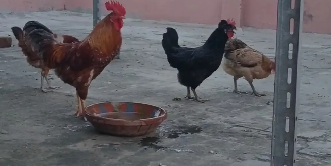 3 healthy hens (murgiyan) and 1 rooster (murga) for Sale — photo 2