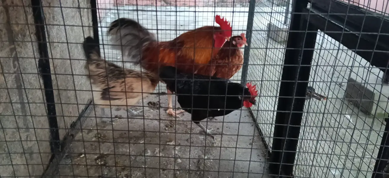 3 healthy hens (murgiyan) and 1 rooster (murga) for Sale — photo 3