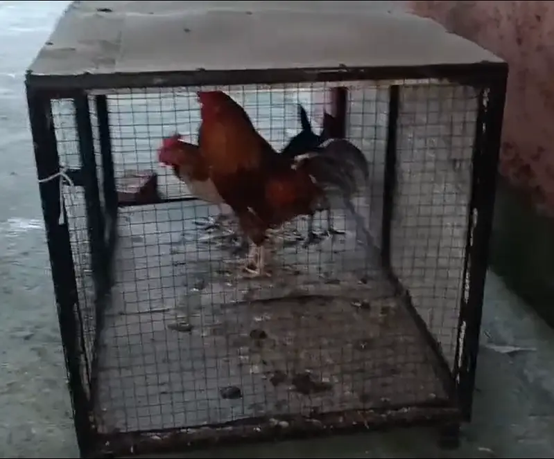 3 healthy hens (murgiyan) and 1 rooster (murga) for Sale — photo 4