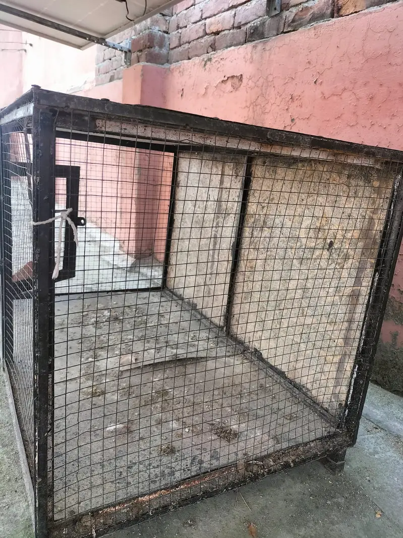 3 healthy hens (murgiyan) and 1 rooster (murga) for Sale — photo 5