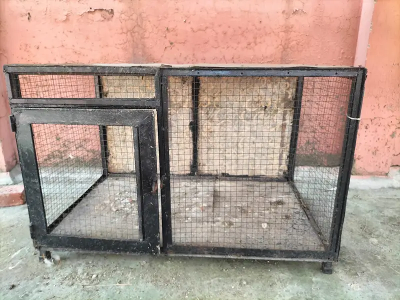 3 healthy hens (murgiyan) and 1 rooster (murga) for Sale — photo 7