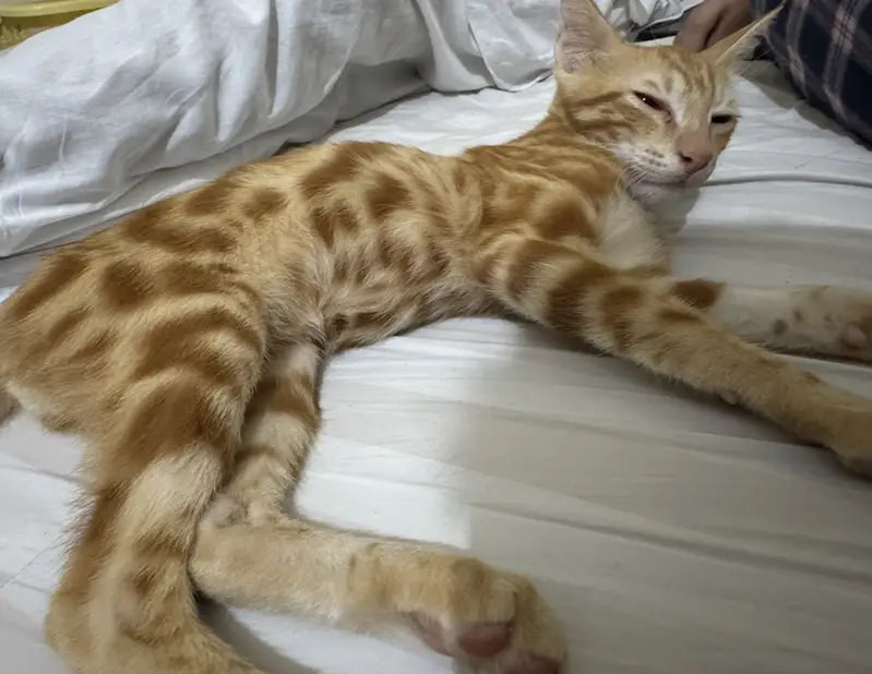 Red/Orange Tabby & White Bicolor bengal