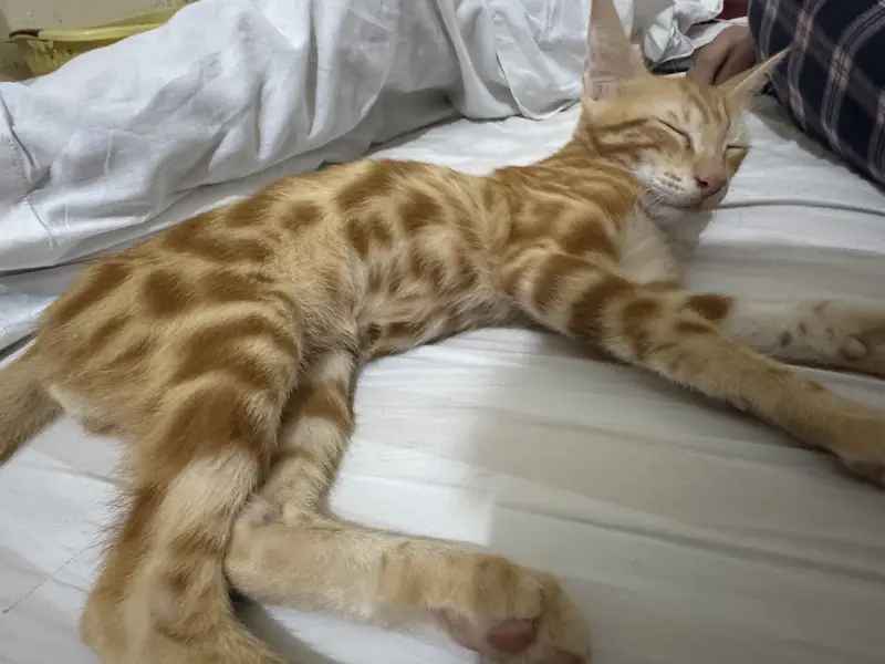 Red/Orange Tabby & White Bicolor bengal — photo 2