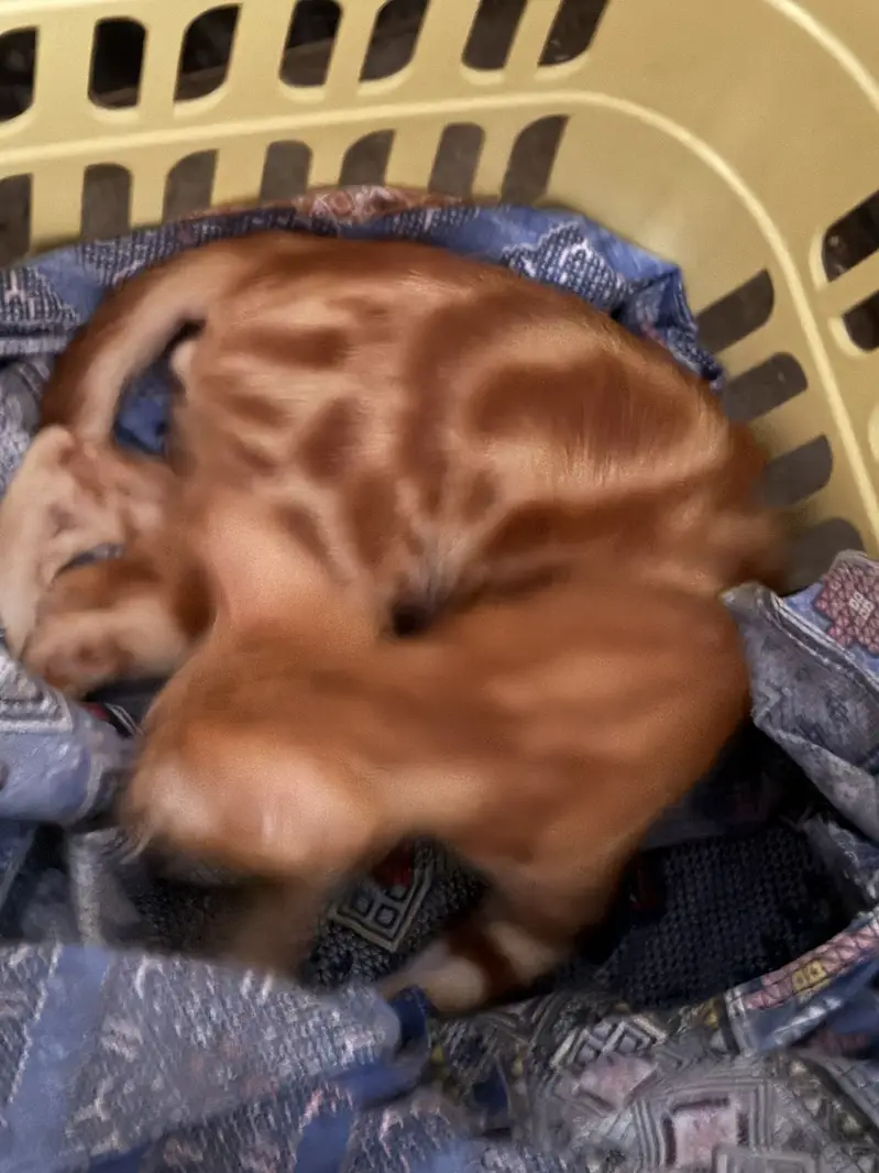 Red/Orange Tabby & White Bicolor bengal — photo 3