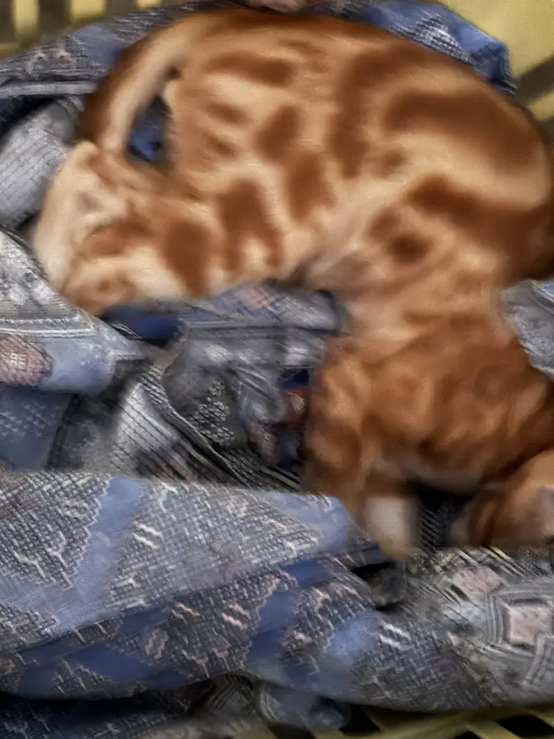 Red/Orange Tabby & White Bicolor bengal — photo 4