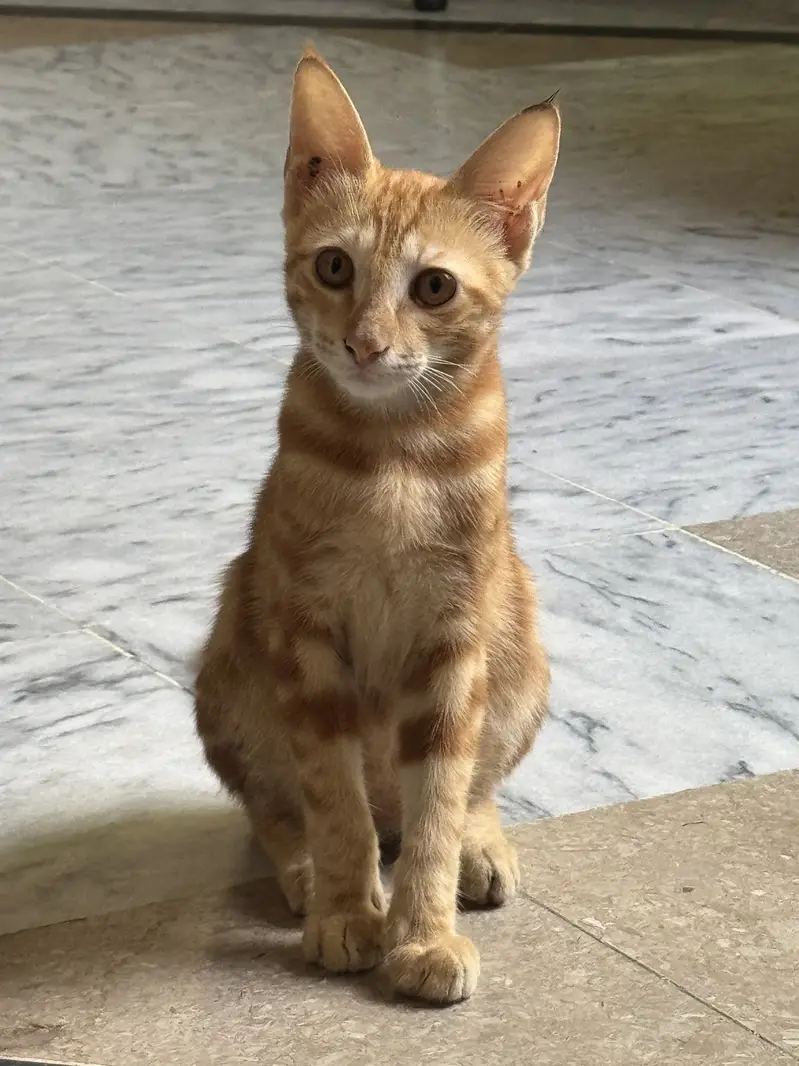 Red/Orange Tabby & White Bicolor bengal — photo 5
