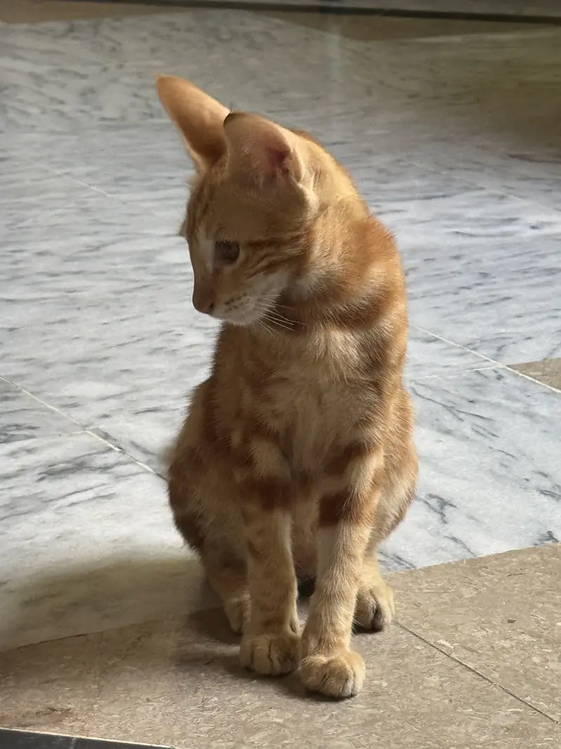 Red/Orange Tabby & White Bicolor bengal — photo 6