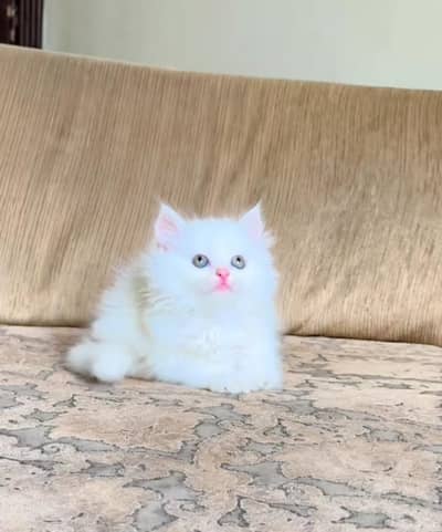 Persian kitten triple cot. for. . sale my WhatsApp03464290927
