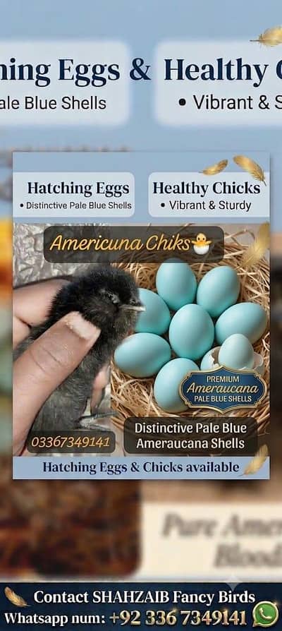 Fancy chickens _ Ameraucana blue & Green eggs laying breed chiks sale