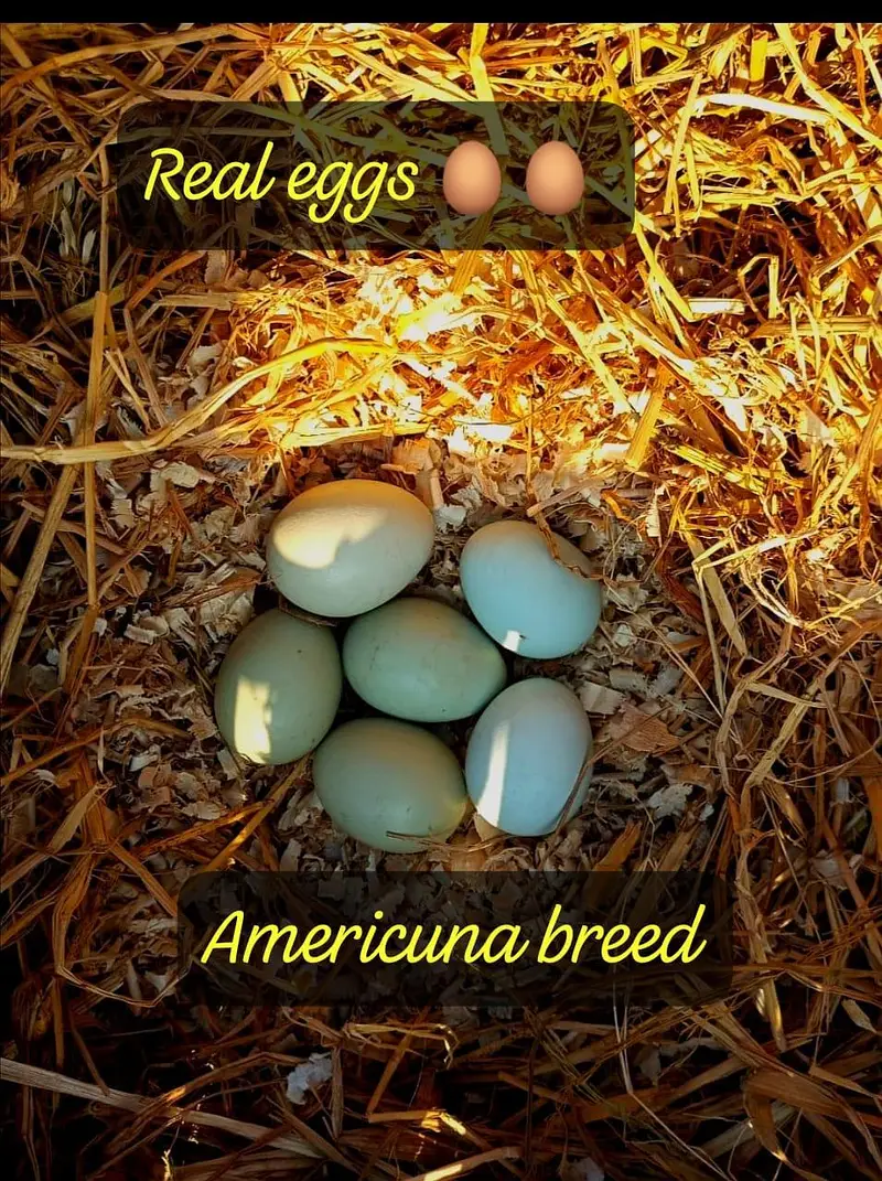 Fancy chickens _ Ameraucana blue & Green eggs laying breed chiks sale — photo 4
