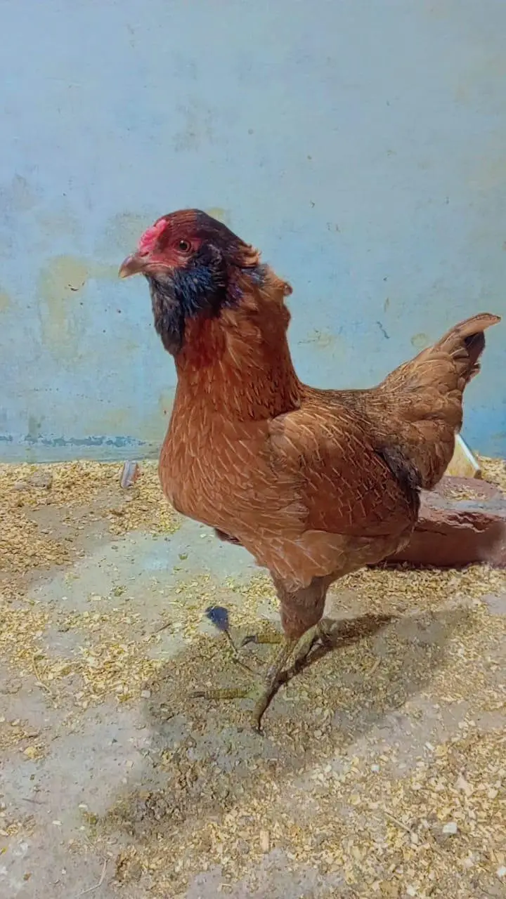 Fancy chickens _ Ameraucana blue & Green eggs laying breed chiks sale — photo 5