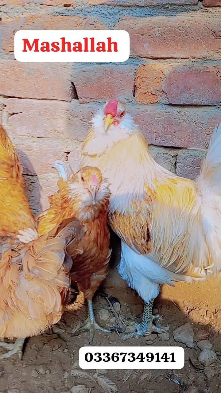 Fancy chickens _ Ameraucana blue & Green eggs laying breed chiks sale — photo 7