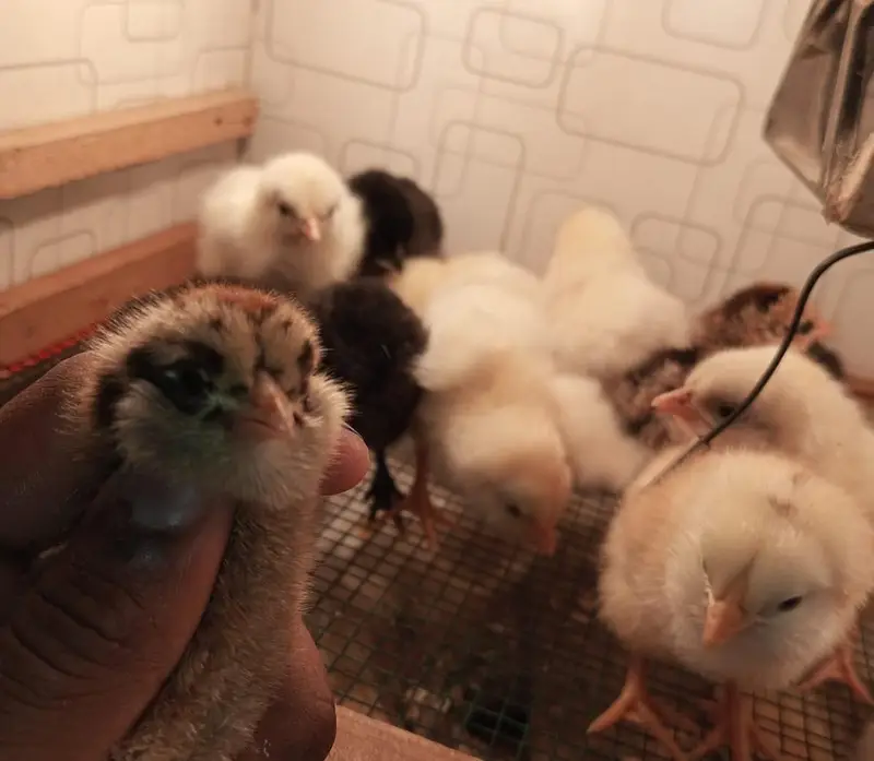 Fancy chickens _ Ameraucana blue & Green eggs laying breed chiks sale — photo 11
