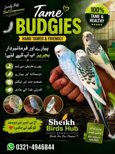 hand tame budgies and breeder pair available 0/3/2/1/4/9/4/6/8/4/4