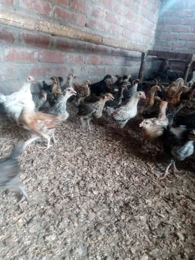 Golden misri chicks Available
