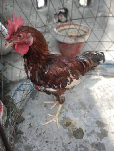 Desi murga home breed full cock